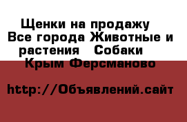 Щенки на продажу - Все города Животные и растения » Собаки   . Крым,Ферсманово